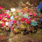 Blumenstrauß unter Wasser