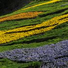 Blumenstreifen in Trauttmansdorf Meran