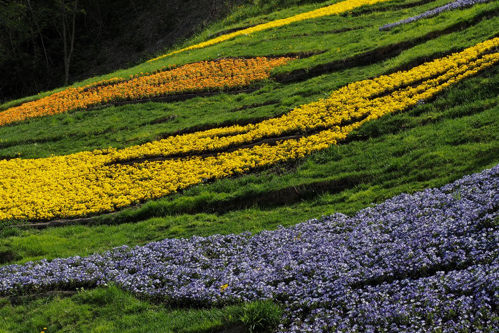 Blumenstreifen in Trauttmansdorf Meran