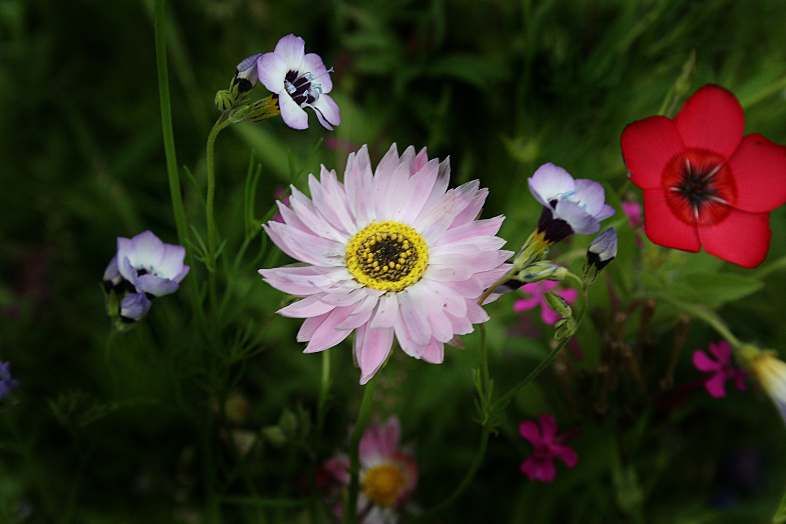 Blumenstreuwiese