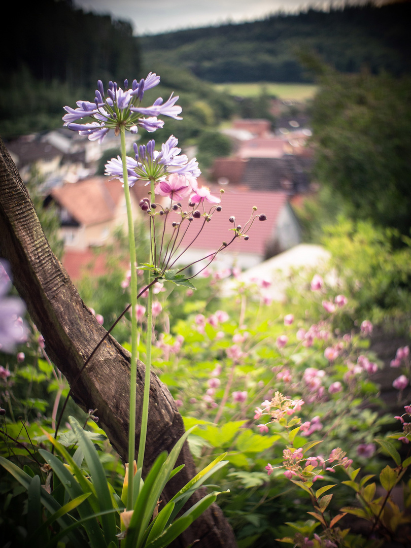 Blumentalblick