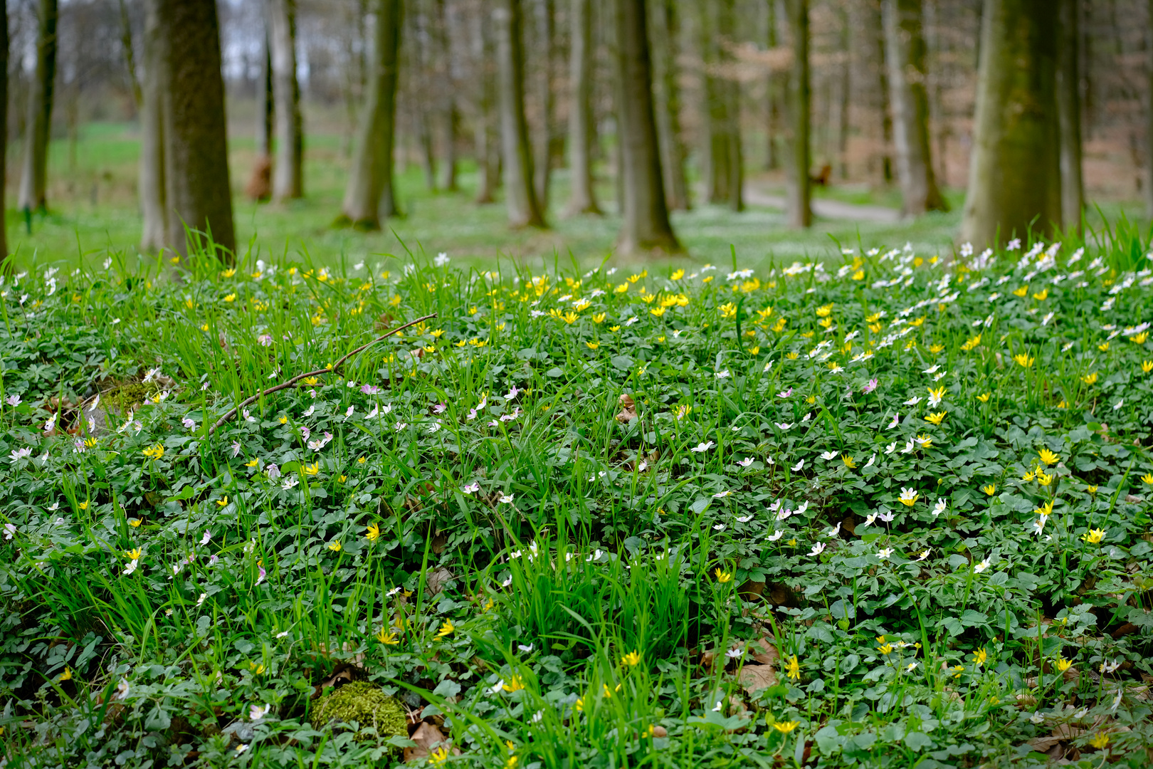 Blumenteppich