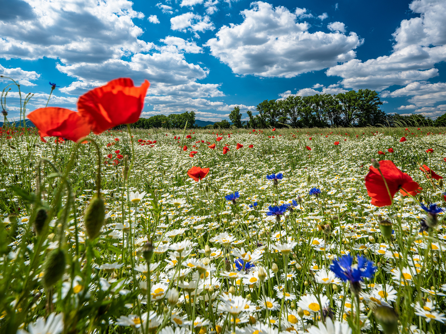 Blumenteppich Foto &amp; Bild fotos, world, kornblumen