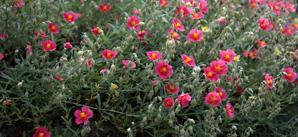 Blumenteppich am Steingarten