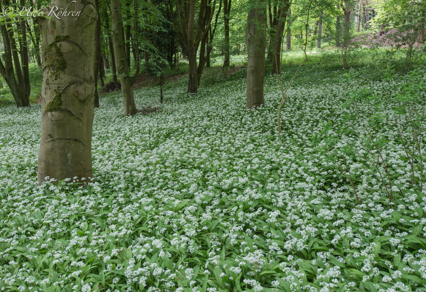 Blumenteppich