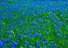 Blumenteppich