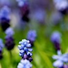 Blumenteppich im Frühling