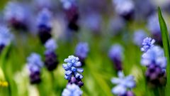 Blumenteppich im Frühling