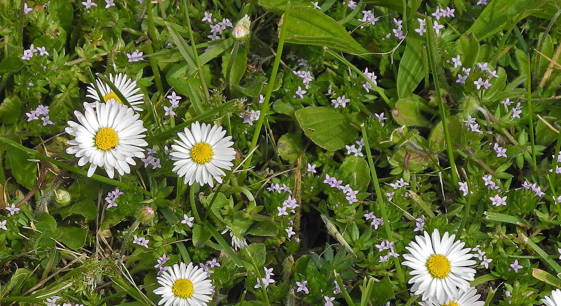 Blumenteppich im Frühling - klein und fein