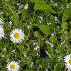 Blumenteppich im Frühling - klein und fein