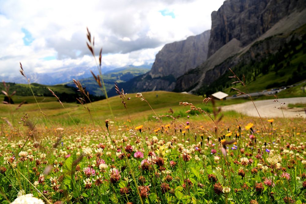 Blumenteppich in August