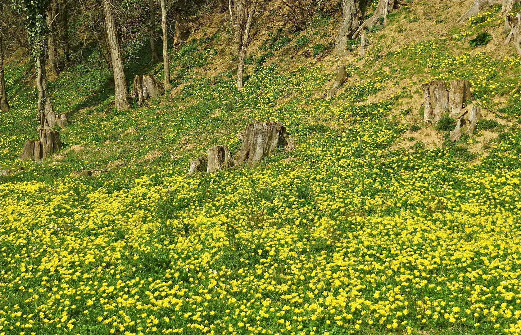 .. Blumenteppich in GELB !!!...