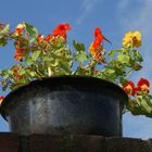 Blumentopf auf der Mauer