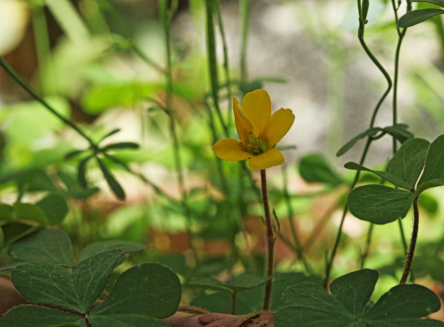 Blumentopf-Dschungel