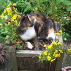 Blumentopf Katze