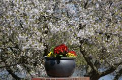 Blumentopf und Frühling