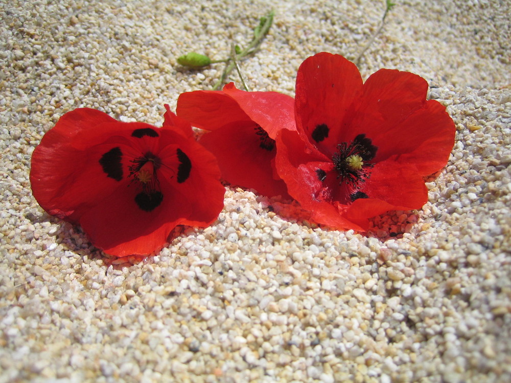 Blumentraum am Strand von Sarti