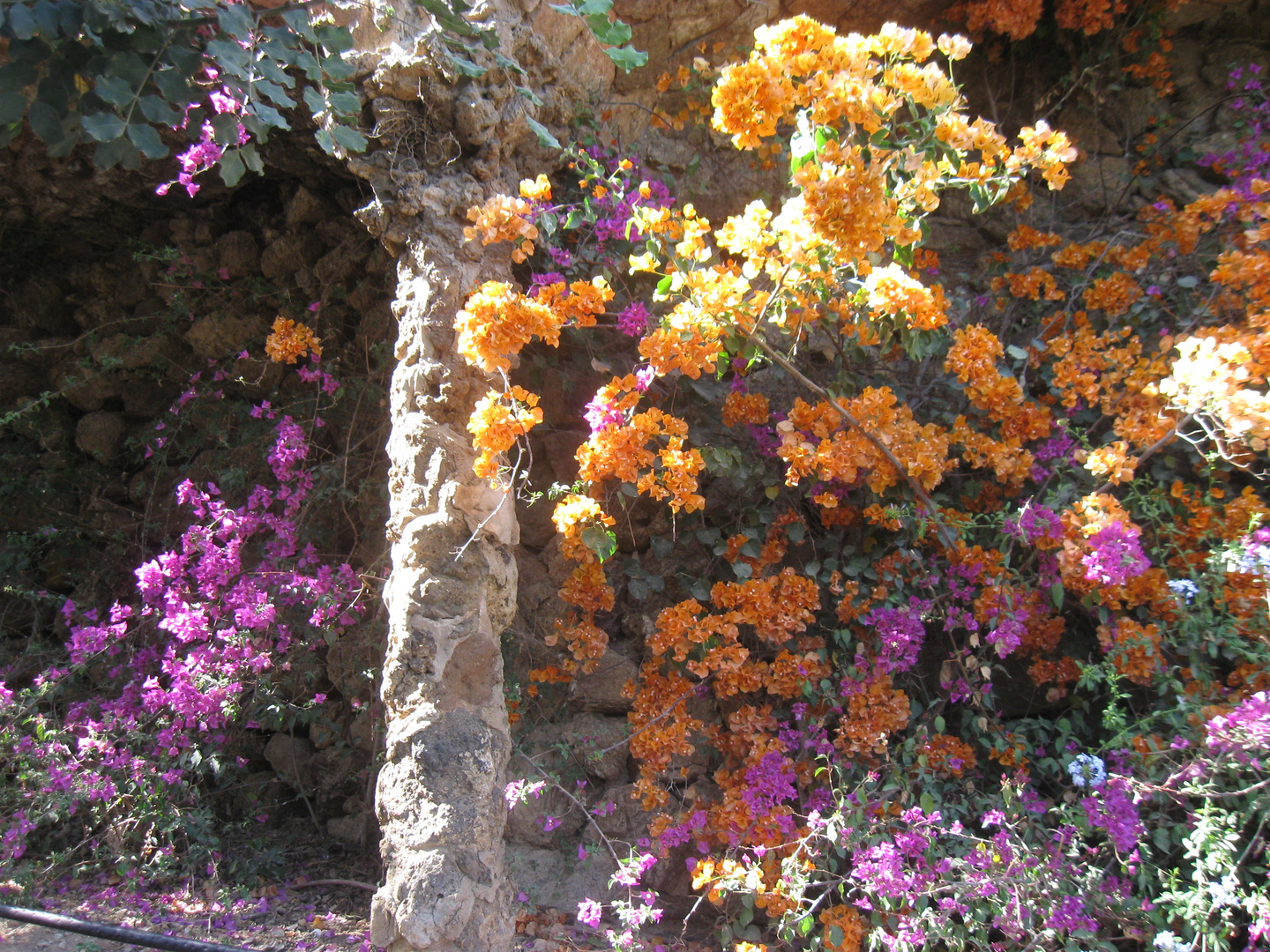 Blumentraum im Park Guell