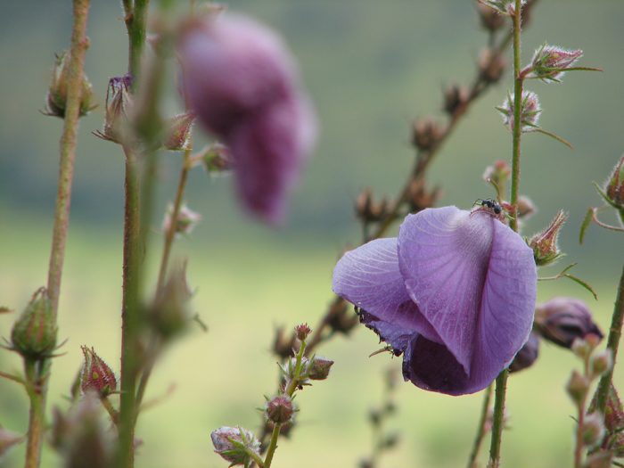 Blumentraum in der Einsamkeit der Berge