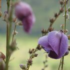 Blumentraum in der Einsamkeit der Berge