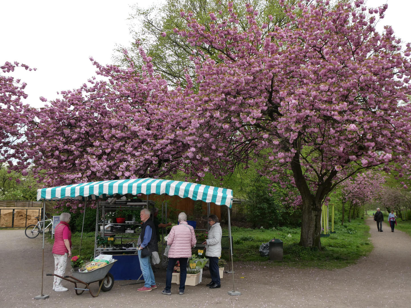 Blumenverkauf unter Kirschblüten