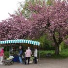 Blumenverkauf unter Kirschblüten