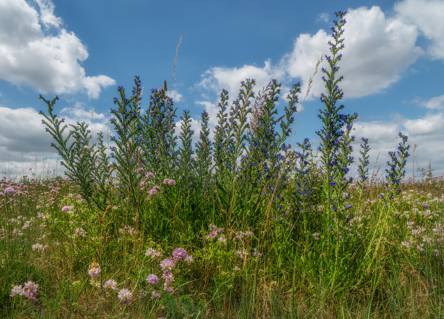 Blumenvielfalt