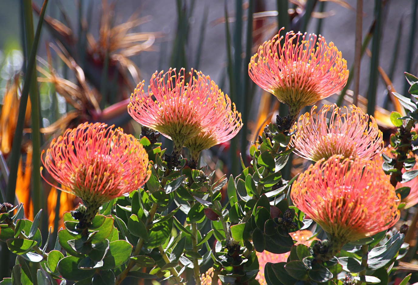 Blumenvielfalt in Kirstenbosch