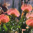 Blumenvielfalt in Kirstenbosch