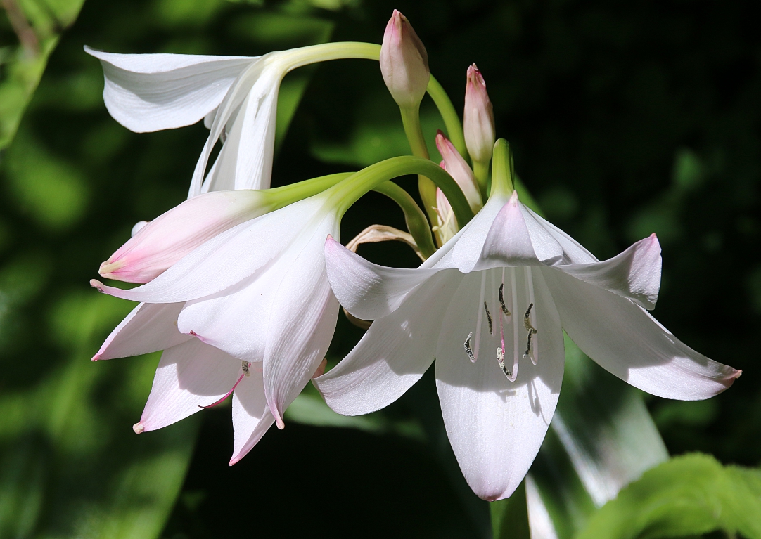 Blumenvielfalt in Kirstenbosch.