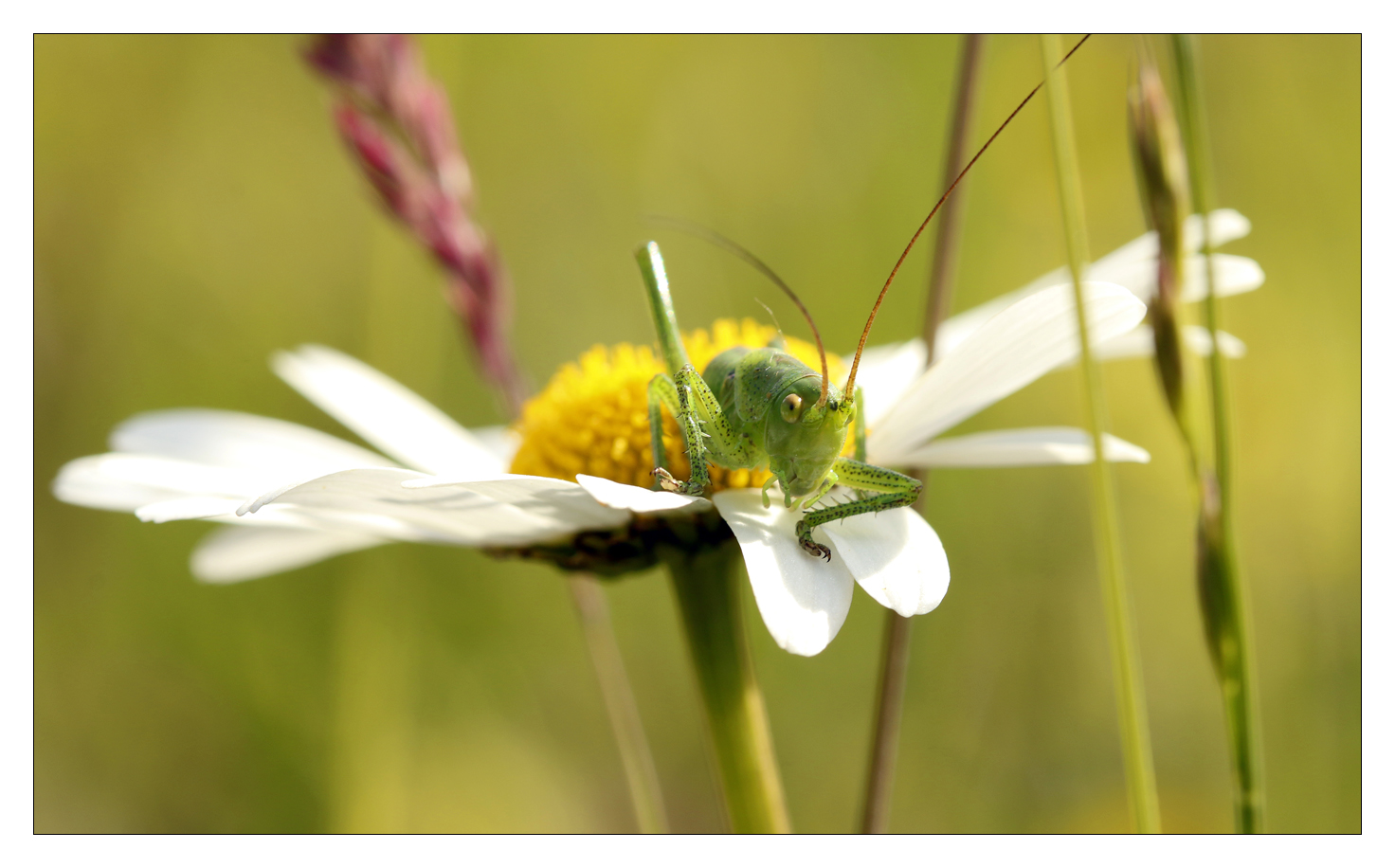 Blumenwächter