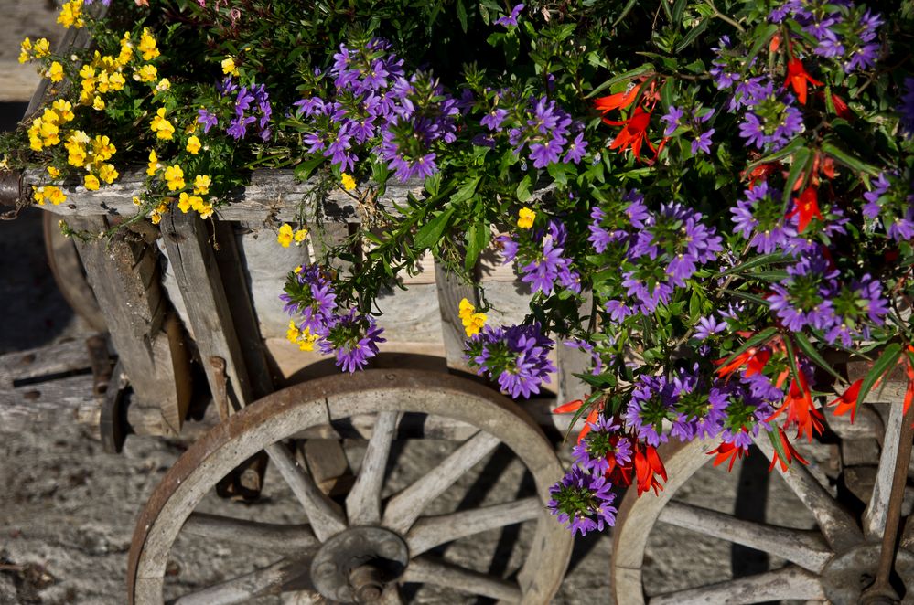 Blumenwagen....