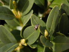 Blumenwanze (Anthocoris butleri) auf Buchsbaum