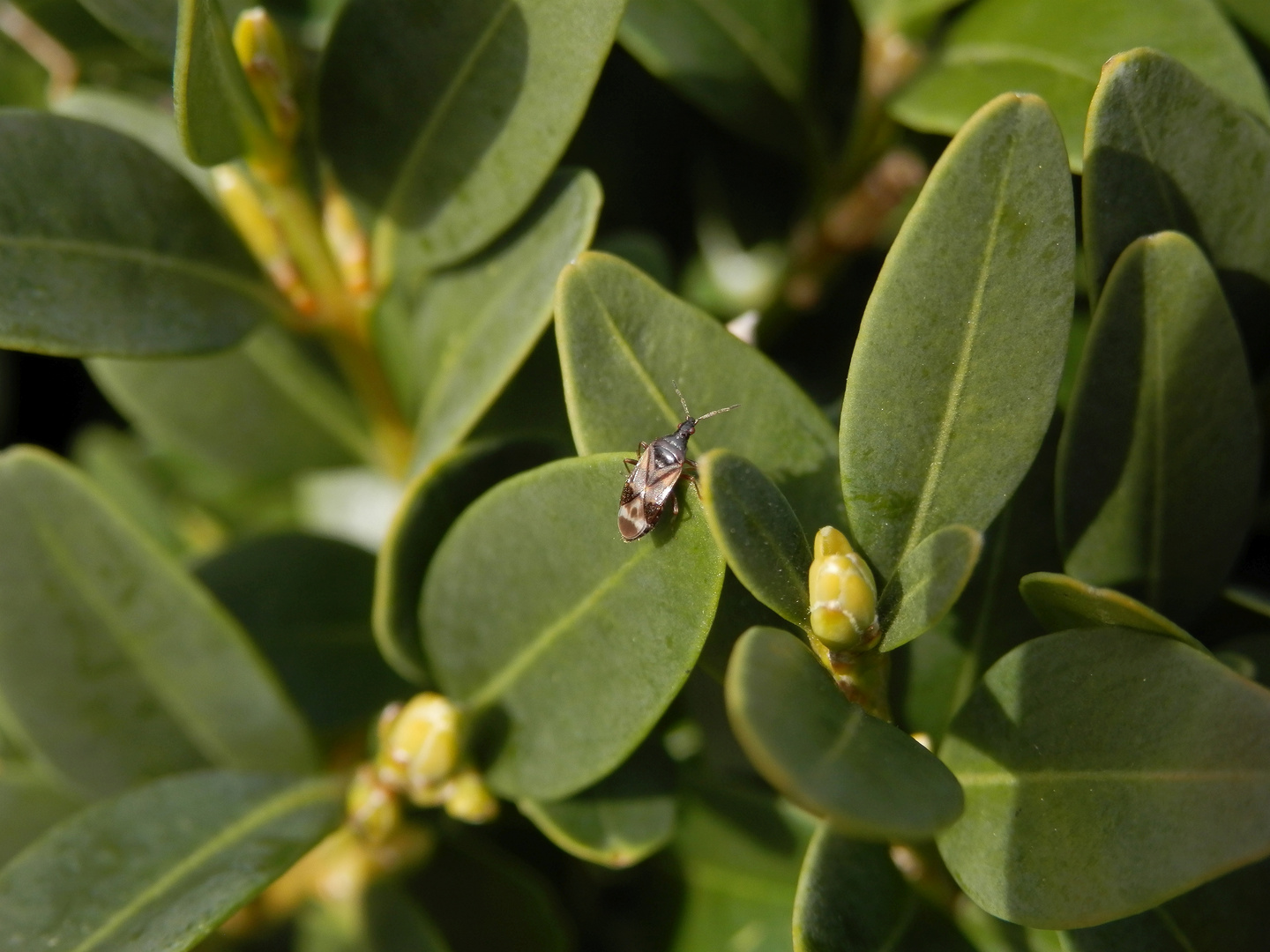 Blumenwanze (Anthocoris butleri) auf Buchsbaum