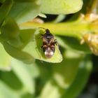 Blumenwanze Anthocoris nemoralis auf Buchsbaum