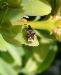 Blumenwanze Anthocoris nemoralis auf Buchsbaum