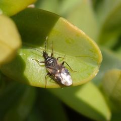 Blumenwanze Anthocoris nemoralis auf Buchsbaum