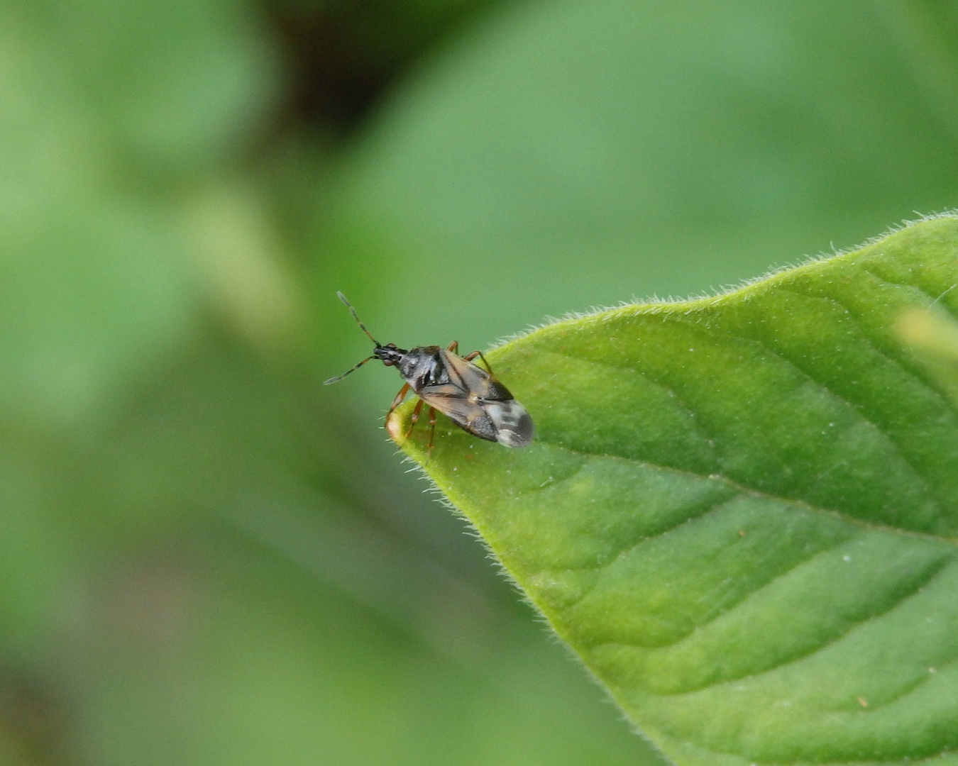 Blumenwanze Anthocoris nemoralis auf Oregano