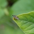 Blumenwanze Anthocoris nemoralis auf Oregano