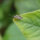 Blumenwanze Anthocoris nemoralis auf Oregano