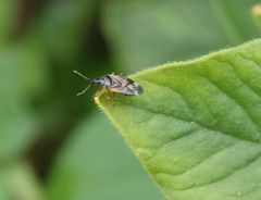 Blumenwanze Anthocoris nemoralis auf Oregano