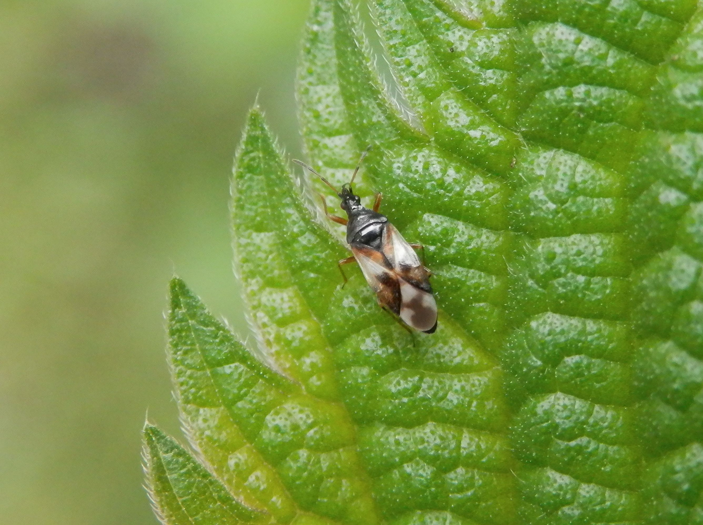 Blumenwanze Anthocoris nemorum