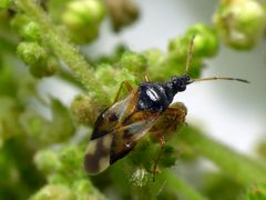 Blumenwanze Anthocoris nemorum auf Brennnessel