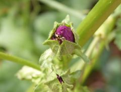 Blumenwanze Anthocoris nemorum auf mauretanischer Malve