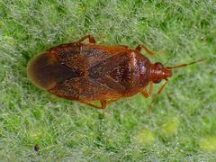 Blumenwanze Cardiastethus fasciiventris auf Salbei