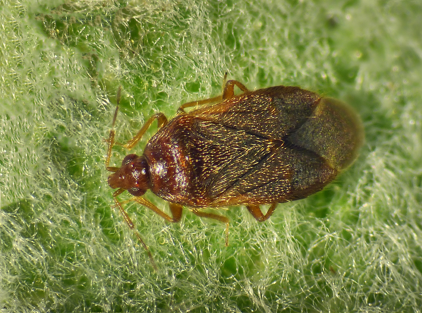 Blumenwanze Cardiastethus fasciiventris auf Salbei