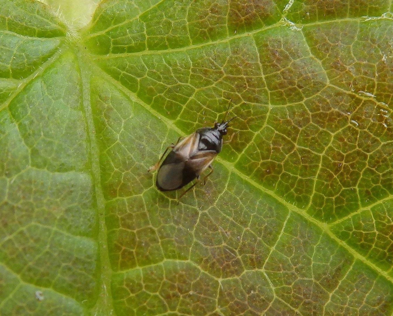 Blumenwanze Orius majusculus