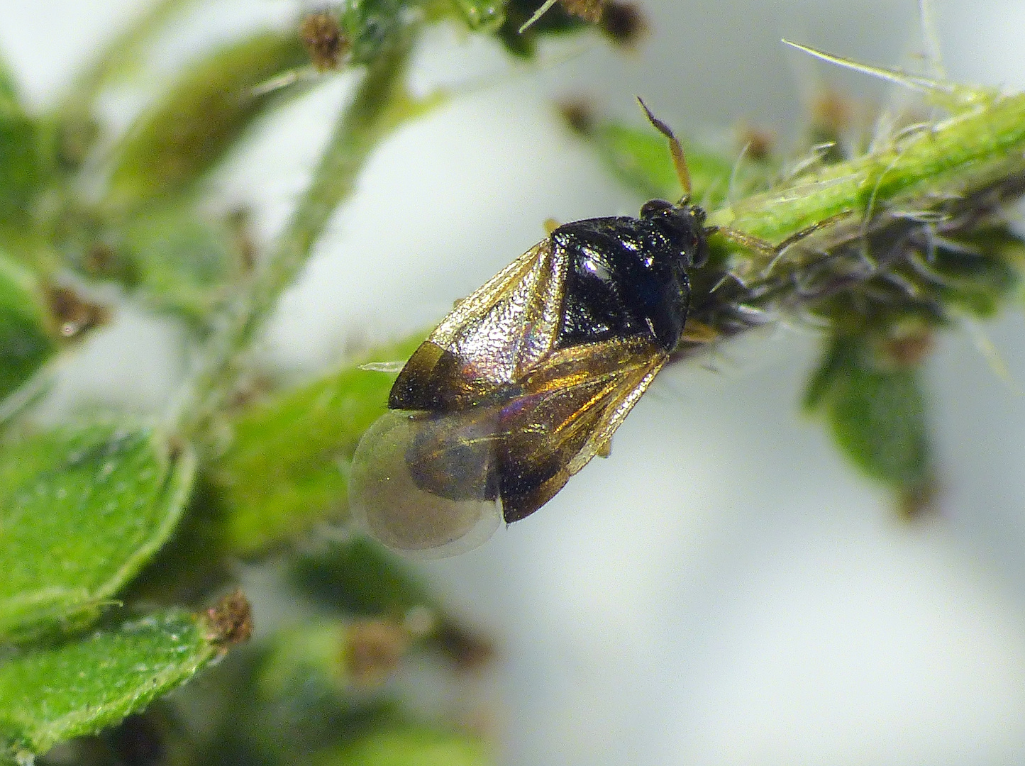 Blumenwanze (Orius sp.) als Schädlingsjäger im Garten