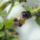 Blumenwanze (Orius sp.) als Schädlingsjäger im Garten