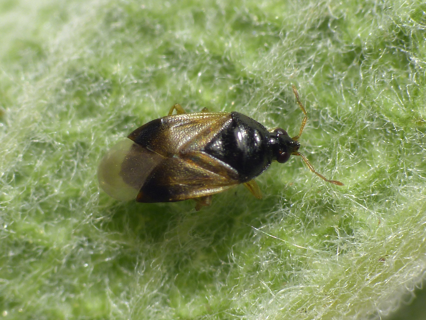 Blumenwanze Orius vicinus auf Salbei - Weibchen